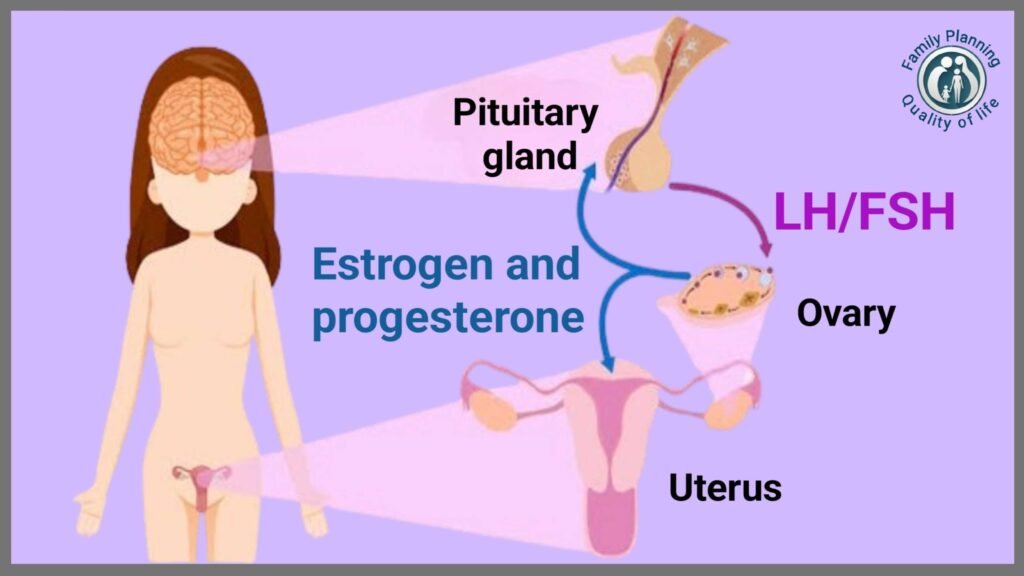 Hormonal Regulation of Menstruation