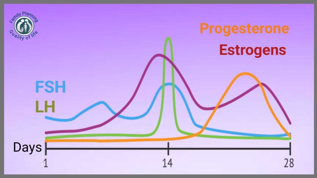 Progesterone and Estrogen in Menstrual Cycle